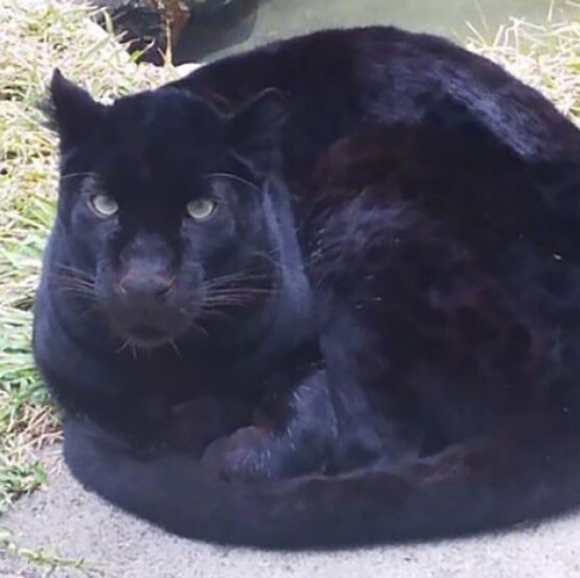 Meet your Posher, Sarai - Picture 1 of 1